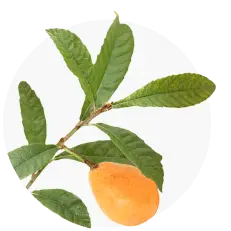 Loquat Leaf in Purisaki Foot Pads - antioxidant and antiviral traditional ingredient
